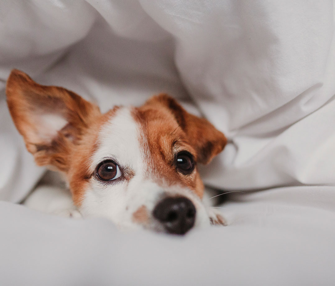 Pet Friendly Rooms Pet Friendly Rooms